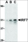 Anti-IRF7 (ab1) antibody produced in rabbit affinity isolated antibody, buffered aqueous solution