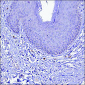 抗 SLC10A1 兔抗 Prestige Antibodies® Powered by Atlas Antibodies, affinity isolated antibody, buffered aqueous glycerol solution