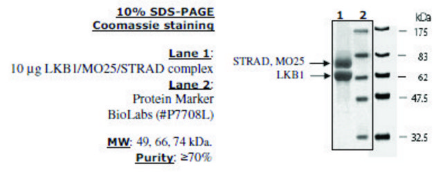 LKB1/MO25/STRAD Active human recombinant, expressed in baculovirus infected insect cells, &#8805;70% (SDS-PAGE)