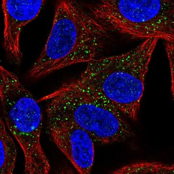 Anti-SYT13 antibody produced in rabbit Prestige Antibodies&#174; Powered by Atlas Antibodies, affinity isolated antibody