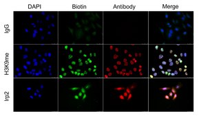 Protein A-Turbo - Proximity Biotinylation Enzyme