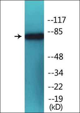 抗磷酸化PI3-激酶p85-&#945;（pTyr607） 兔抗 affinity isolated antibody