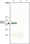 Anti-IDH1 antibody produced in rabbit ~1.0 mg/mL, affinity isolated antibody
