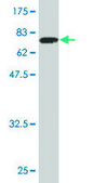 Monoclonal Anti-TOE1 antibody produced in mouse clone 1D4, purified immunoglobulin, buffered aqueous solution