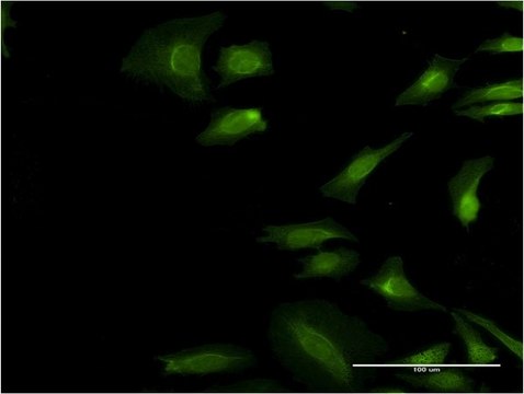 Monoclonal Anti-EIF3S2, (C-terminal) antibody produced in mouse clone 3B10, purified immunoglobulin, buffered aqueous solution