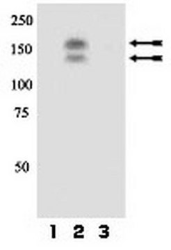 Anti-phospho-Met (Tyr1230/Tyr1234/Tyr1235) Antibody Upstate&#174;, from rabbit