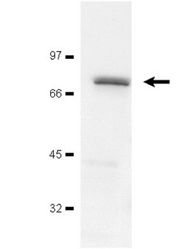 Anti-ZAP-70 Antibody, clone 2F3.2 clone 2F3.2, Upstate&#174;, from mouse