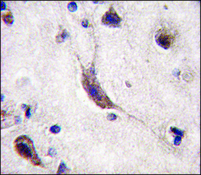 Anti-ERAS (N-term) (F66) antibody produced in rabbit Ig fraction of antiserum, buffered aqueous solution