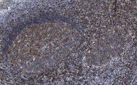 Anti-CD3e Antibody, clone 1H4, ZooMAb® Rabbit Monoclonal recombinant, expressed in HEK 293 cells