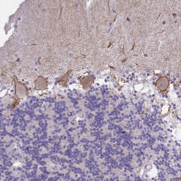 Anti-KCNMA1 antibody produced in rabbit Prestige Antibodies&#174; Powered by Atlas Antibodies, affinity isolated antibody, buffered aqueous glycerol solution