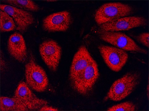 Anti-RS1 (156-170) antibody produced in rabbit IgG fraction of antiserum, buffered aqueous solution