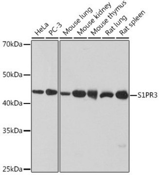 Anti-S1PR3 antibody produced in rabbit