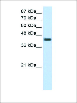 Anti-POU4F1 antibody produced in rabbit IgG fraction of antiserum