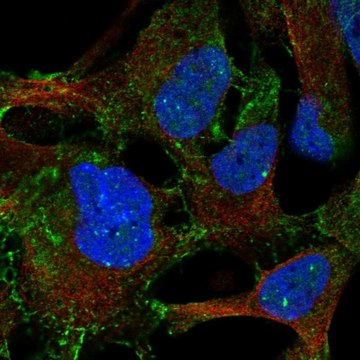 Anti-LPAR4 antibody produced in rabbit Prestige Antibodies&#174; Powered by Atlas Antibodies, affinity isolated antibody