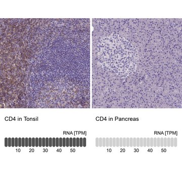 Monoclonal Anti-CD4 antibody produced in mouse Prestige Antibodies&#174; Powered by Atlas Antibodies, clone CL0395, purified immunoglobulin, buffered aqueous glycerol solution