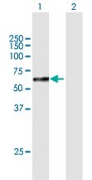 Anti-SOX10 antibody produced in mouse purified immunoglobulin, buffered aqueous solution