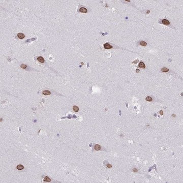 Anti-ARNTL2 antibody produced in rabbit Prestige Antibodies&#174; Powered by Atlas Antibodies, affinity isolated antibody, buffered aqueous glycerol solution