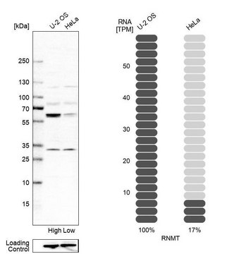 Anti-RNMT antibody produced in rabbit Prestige Antibodies&#174; Powered by Atlas Antibodies, affinity isolated antibody, buffered aqueous glycerol solution