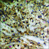 Anti-phospho-IL-9R (pSer519) antibody produced in rabbit affinity isolated antibody
