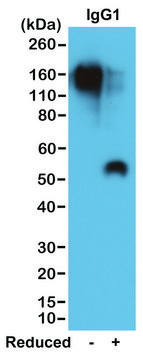 Anti-Mouse IgG1 antibody, Rabbit monoclonal recombinant, expressed in HEK 293 cells, clone RM106, purified immunoglobulin