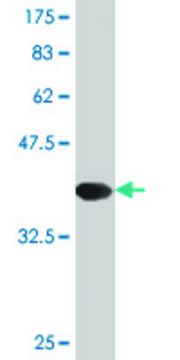 Monoclonal Anti-TAC3, (C-terminal) antibody produced in mouse clone 1B2, purified immunoglobulin, buffered aqueous solution