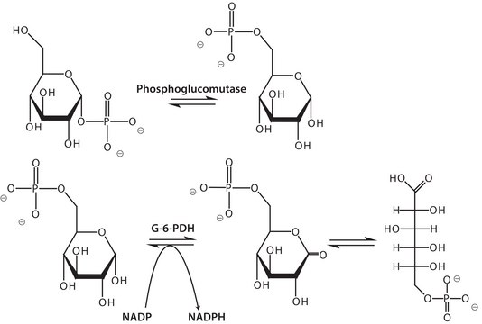 磷酸葡萄糖变位酶 来源于兔肌肉 ammonium sulfate suspension, &#8805;100&#160;units/mg protein