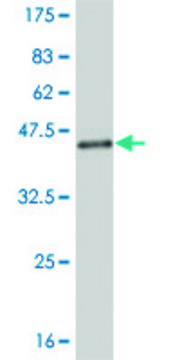 Monoclonal Anti-NEDD4L antibody produced in mouse clone 1D2, purified immunoglobulin, buffered aqueous solution