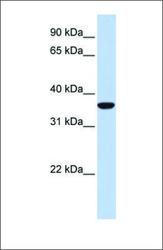 Anti-MAFB antibody produced in rabbit affinity isolated antibody