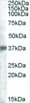 Anti-TROP2 antibody produced in goat affinity isolated antibody, buffered aqueous solution