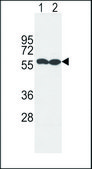 ANTI-MARCO (N-TERM) antibody produced in rabbit IgG fraction of antiserum, buffered aqueous solution