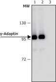 Anti-γ-Adaptin antibody, Mouse monoclonal clone 100/3, purified from hybridoma cell culture