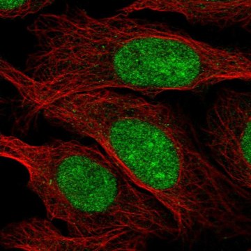 Anti-ZZZ3 antibody produced in rabbit Prestige Antibodies&#174; Powered by Atlas Antibodies, affinity isolated antibody