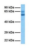 Anti-TRIM62 antibody produced in rabbit IgG fraction of antiserum