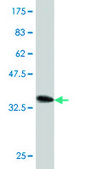 Monoclonal Anti-SMAD7 antibody produced in mouse clone 4E1, purified immunoglobulin, buffered aqueous solution