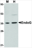 Anti-EndoG antibody produced in rabbit affinity isolated antibody, buffered aqueous solution