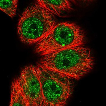 Anti-HOXB7 antibody produced in rabbit affinity isolated antibody, buffered aqueous glycerol solution