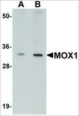Anti-MOX1 antibody produced in rabbit affinity isolated antibody, buffered aqueous solution