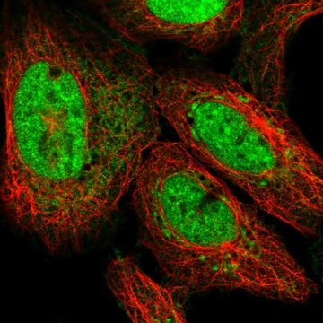 Anti-ATP5S antibody produced in rabbit Prestige Antibodies&#174; Powered by Atlas Antibodies, affinity isolated antibody