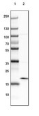 Anti-ARL2BP antibody produced in rabbit Prestige Antibodies® Powered by Atlas Antibodies, affinity isolated antibody, buffered aqueous glycerol solution