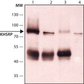 Anti-KHSRP antibody produced in rabbit ~1.0 mg/mL, affinity isolated antibody