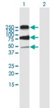 Anti-CD68 antibody produced in mouse purified immunoglobulin, buffered aqueous solution