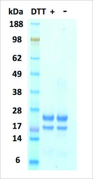 IL-1&#946; 人 recombinant, expressed in HEK 293 cells, &#8805;95% (SDS-PAGE)