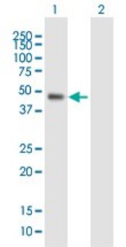 Anti-WDR19 antibody produced in mouse purified immunoglobulin, buffered aqueous solution