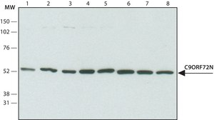 Anti-C9orf72 antibody produced in rabbit affinity isolated antibody
