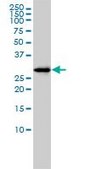 Monoclonal Anti-FAM84A antibody produced in mouse clone 1C2, purified immunoglobulin, buffered aqueous solution