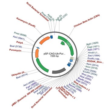 PSF-CAG-UB-PURO - CAG PROMOTER PUROMYCIN RESISTANT VECTOR plasmid vector for molecular cloning