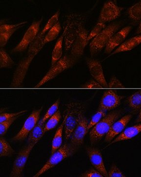 Anti-PDHA1 antibody produced in rabbit