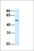 Anti-PROC antibody produced in rabbit affinity isolated antibody