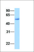 Anti-CTBP2 antibody produced in rabbit affinity isolated antibody