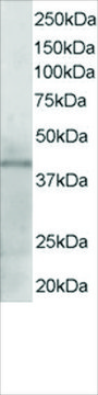 Anti-KLF3/BKLF antibody produced in goat affinity isolated antibody, buffered aqueous solution